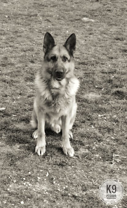 Biegaj za 🌈 Mostem Niko. Razem z naszą „bandą …