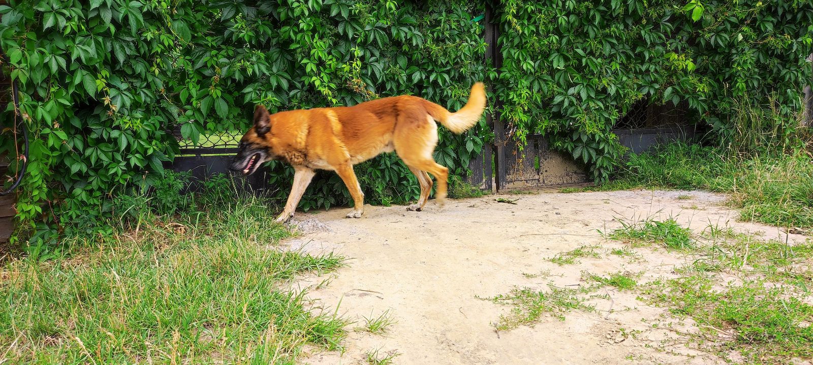 Popołudniowa kontrola co się dzieje za płotem w …