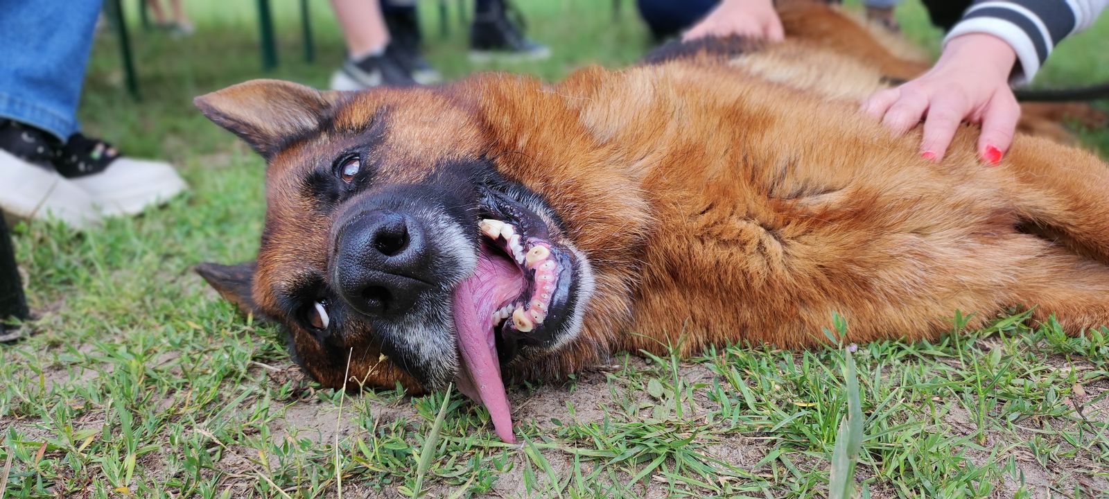 🥳🥳🥳 Dzisiaj nasze pieski świętują …