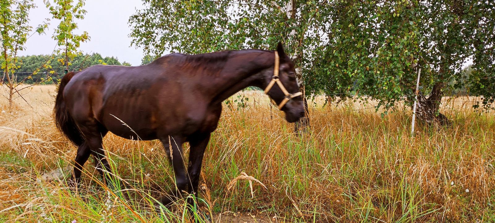 Haro ogłasza, że czas na kolację 😋. Kopyta …