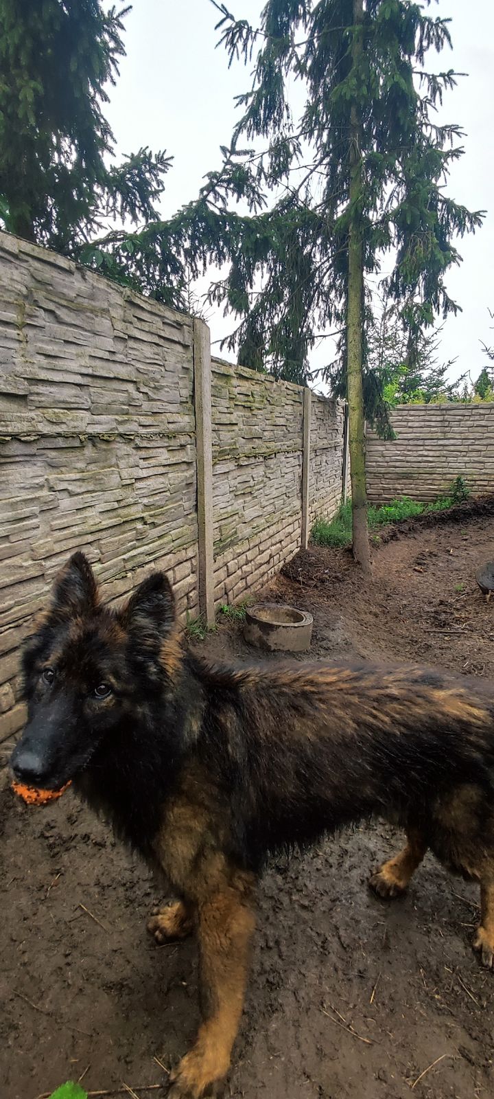 Ciepły letni deszczyk🌦️ naszym czworonogom …