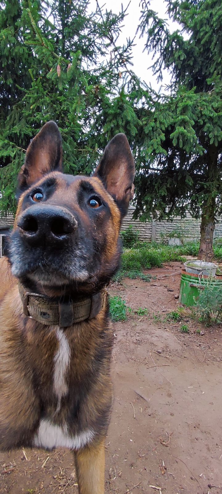 Bandziorek i reszta spółki po kolacji mówią …