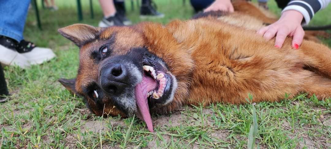 Międzynarodowy Dzień …