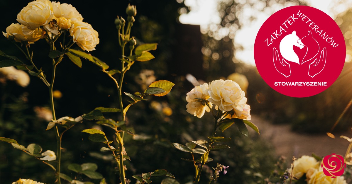 Dziękujemy za wsparcie i profesjonalne podejście …