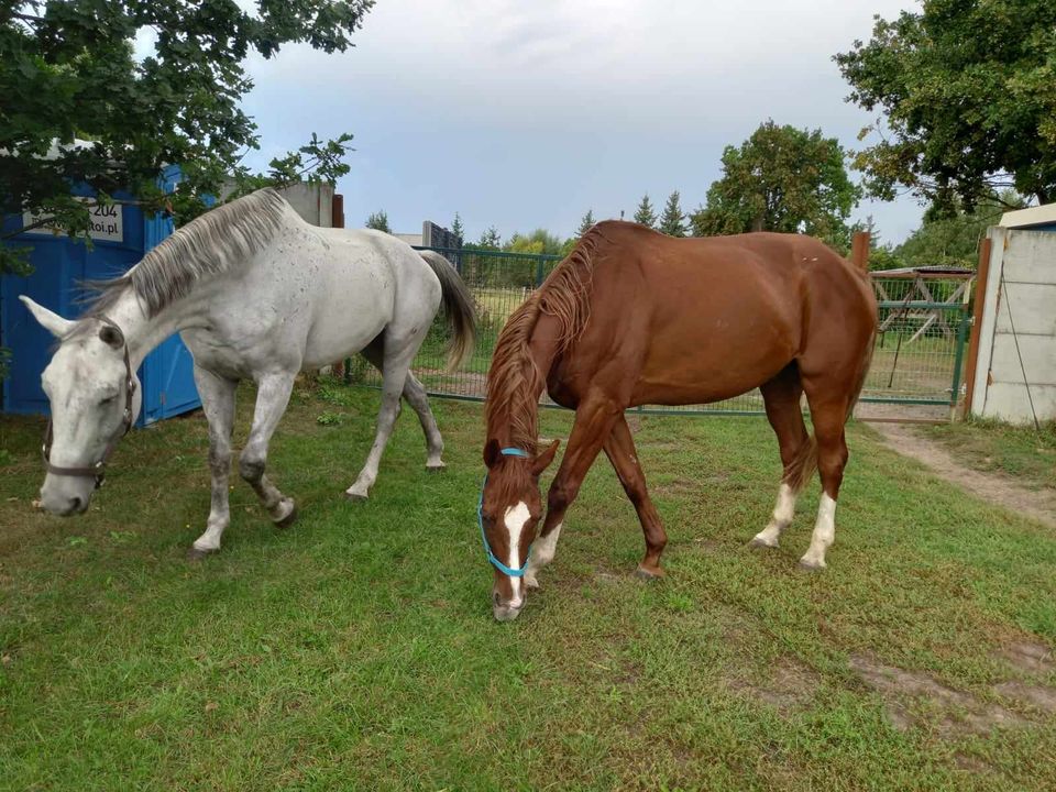 Wczoraj nasze stadko emerytowanych koni …
