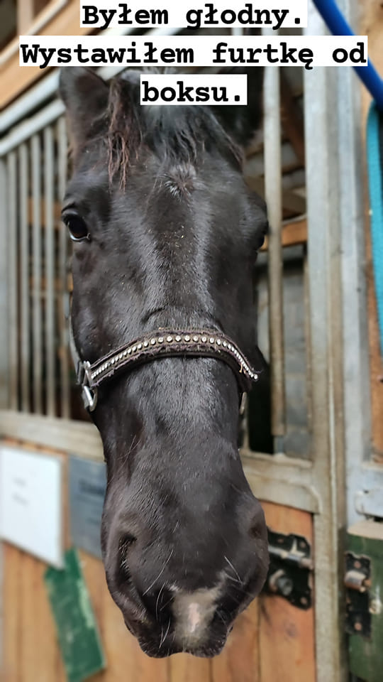 Żarłok nawet na zdjęciu dobrze się nie …