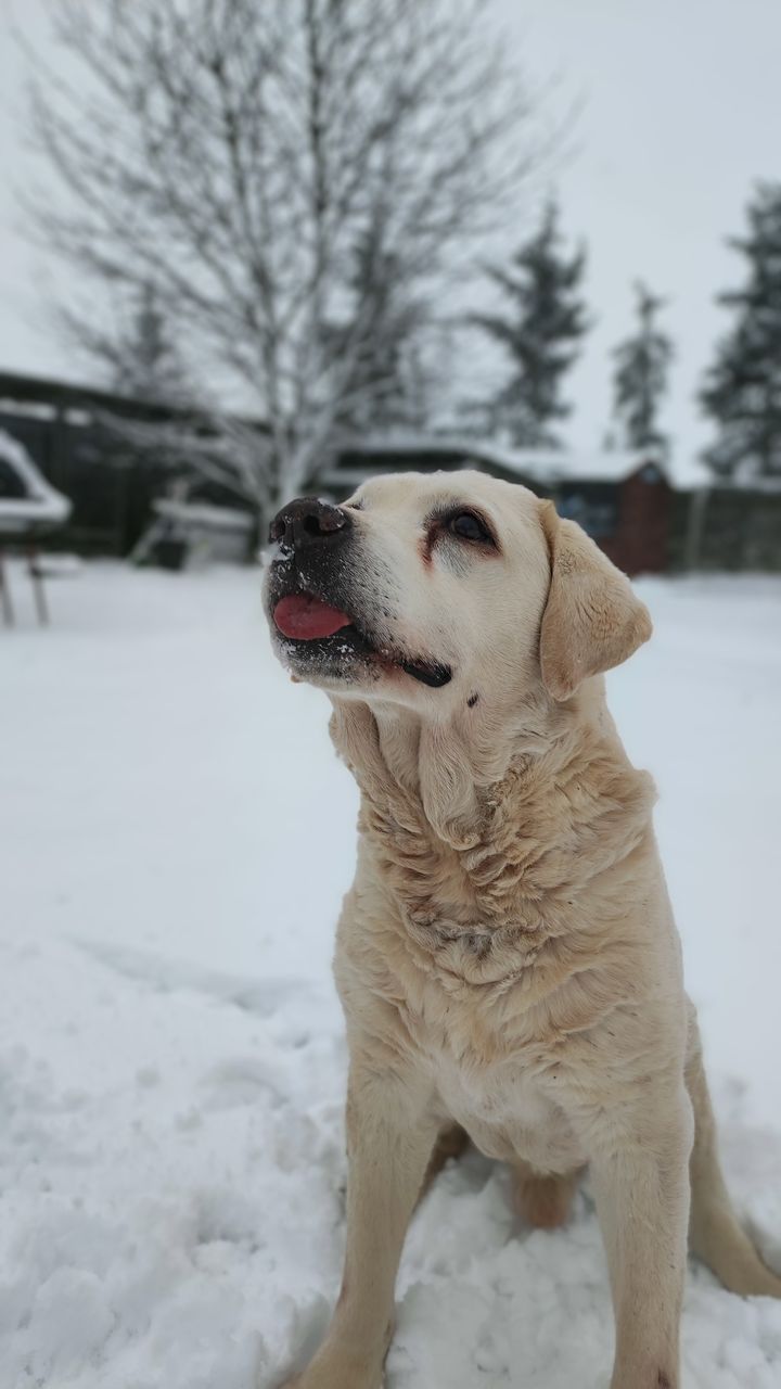 Nie tylko dzieci kochają śnieg😅. Nasze konie …