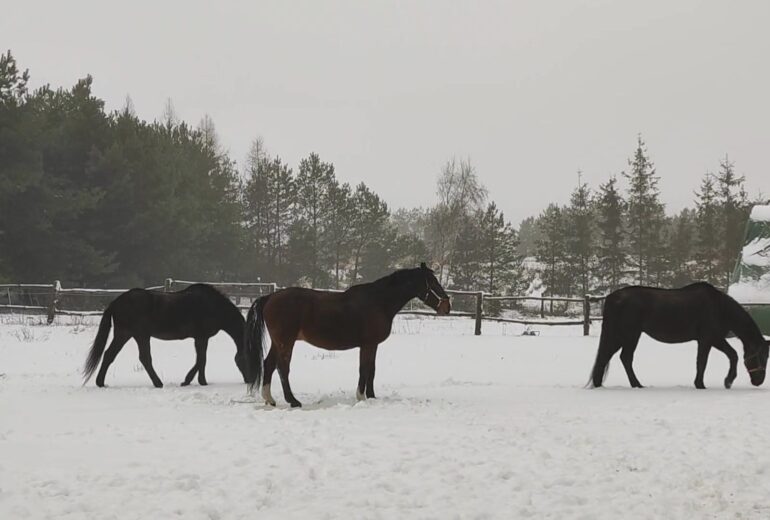 Poranne morsowanie😝