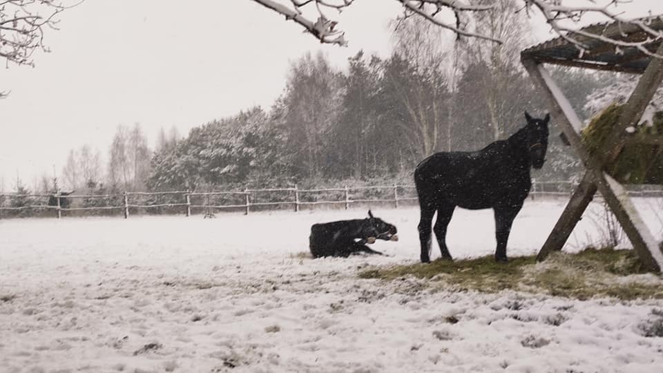 Jest ❄️❄️❄️, jest zabawa😅. Hipol …