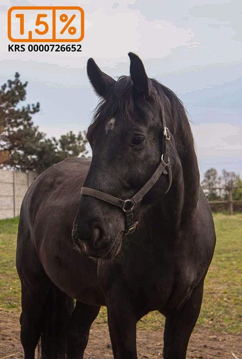 🐎🐎🐎🐎🦮🦮🦮🦮