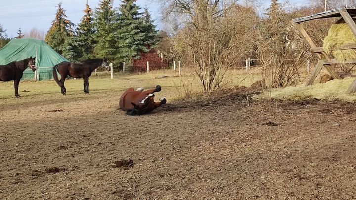 Dzień doberek w Nowym Roku😁. My już tarzanko …