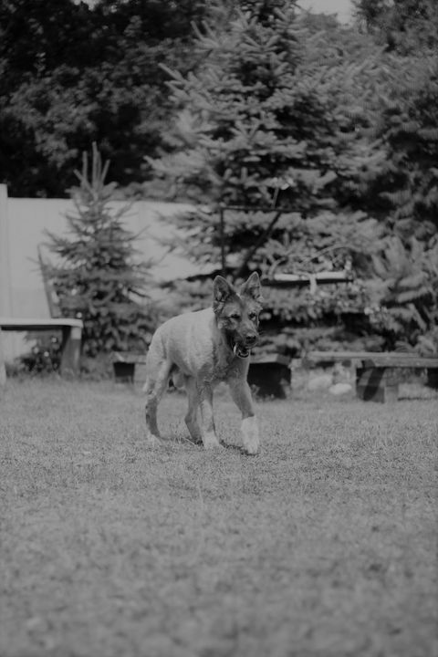 1 lipca razem świętowaliśmy 12 urodziny Leosia. …