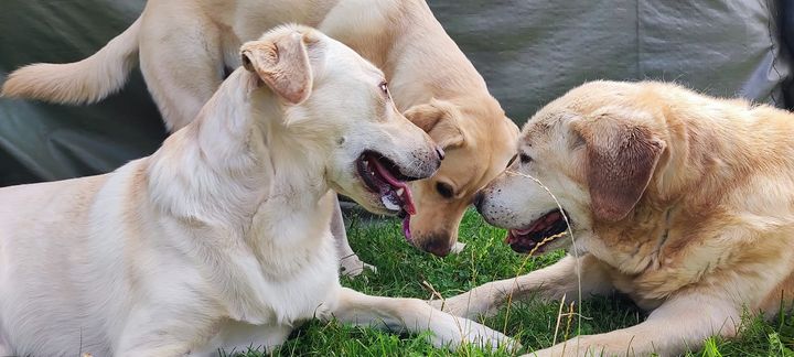 Jak Wam mija niedziela? Nasze zwierzaczki …