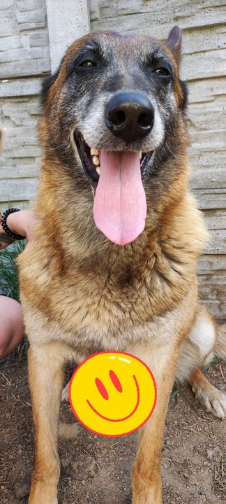 🥳🥳🥳 Dzisiaj nasze pieski świętują …