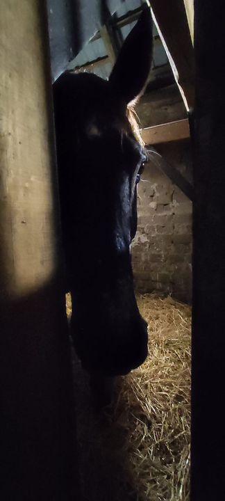 Rojbuś, Diamant, Aramis, Maniek i reszta ekipy …