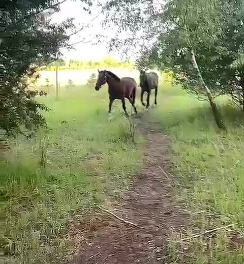 Nasze „kopytki ” pędzą na nowe, pełne soczystej …