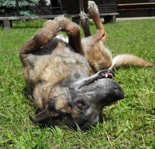 Dzisiaj Światowy Dzień Lekarzy Weterynarii zwany …