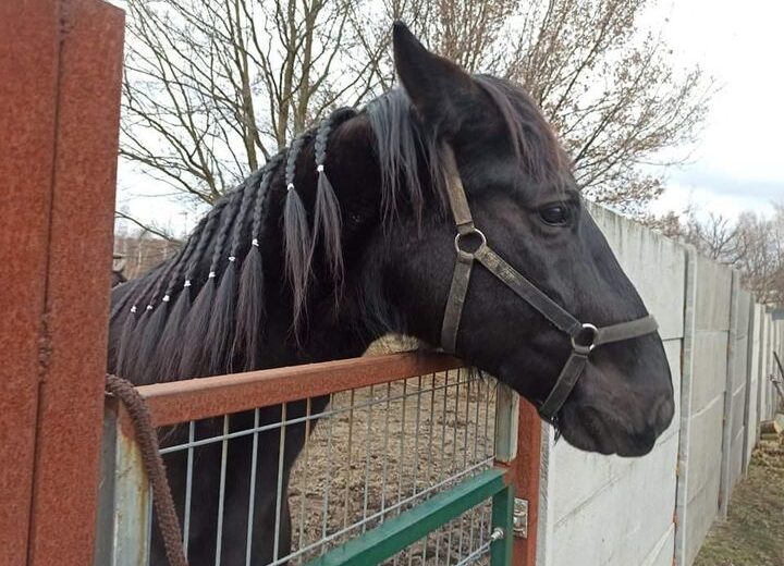 Weź tu zostaw wolontariuszki same z końmi na 5 …