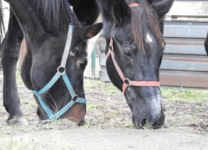 Z przykrością musimy poinformować wszystkich …