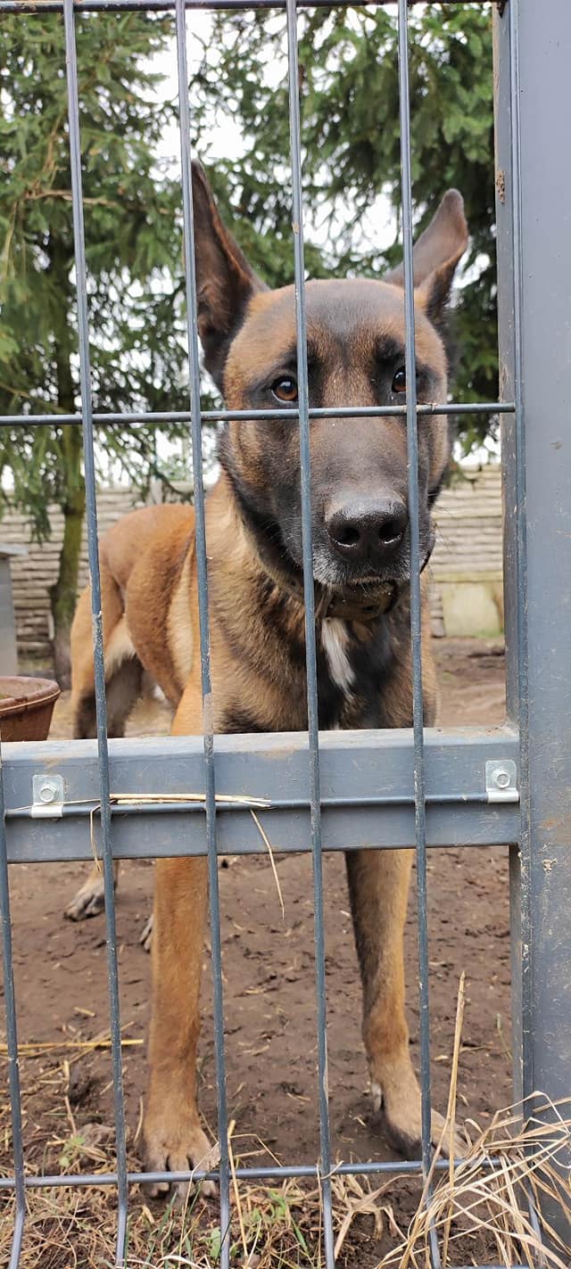 Przyszedł czas, żeby przedstawić Wam pieska, …