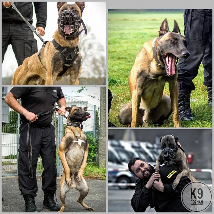 Chaos, Czesiek, na zasłużonej emie życzymy Wam …