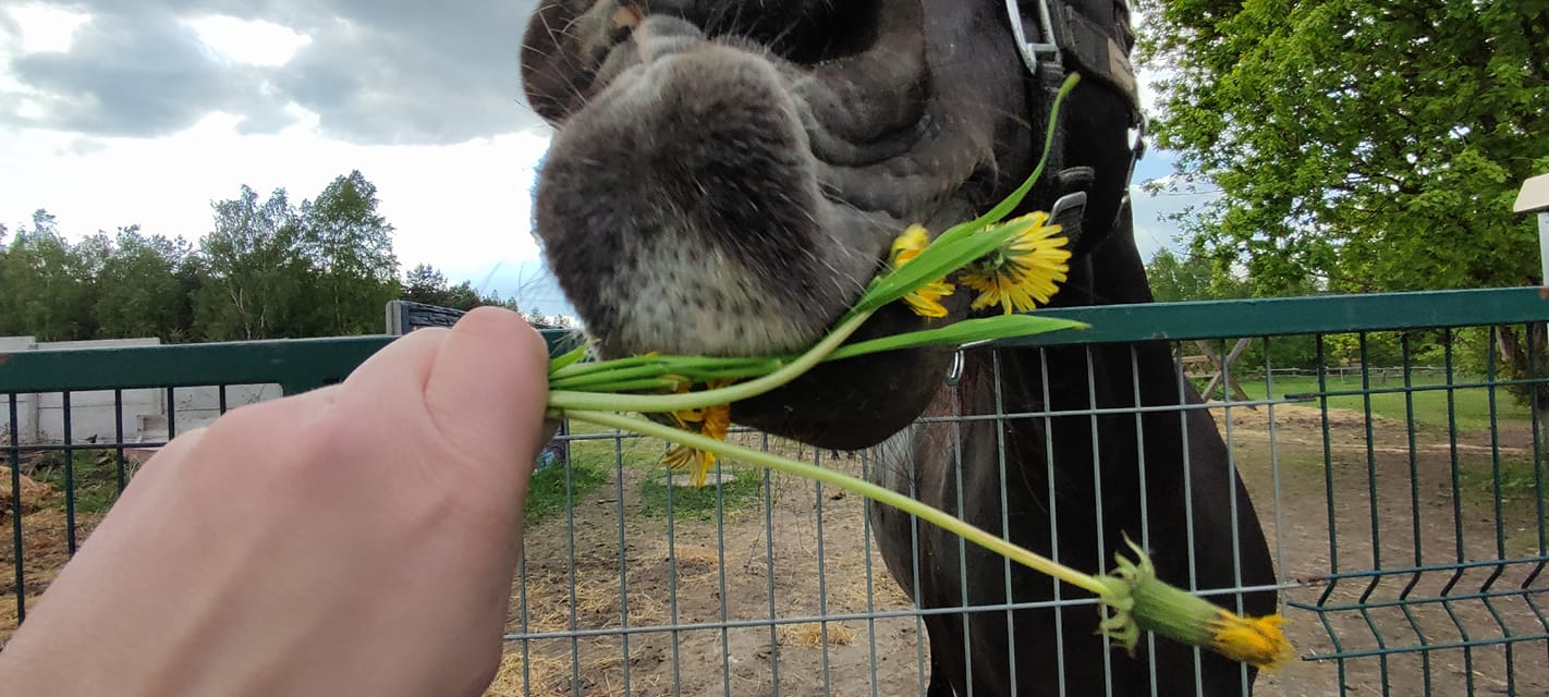 Na dobranoc zagadka. Który z końskich żarłaczy …