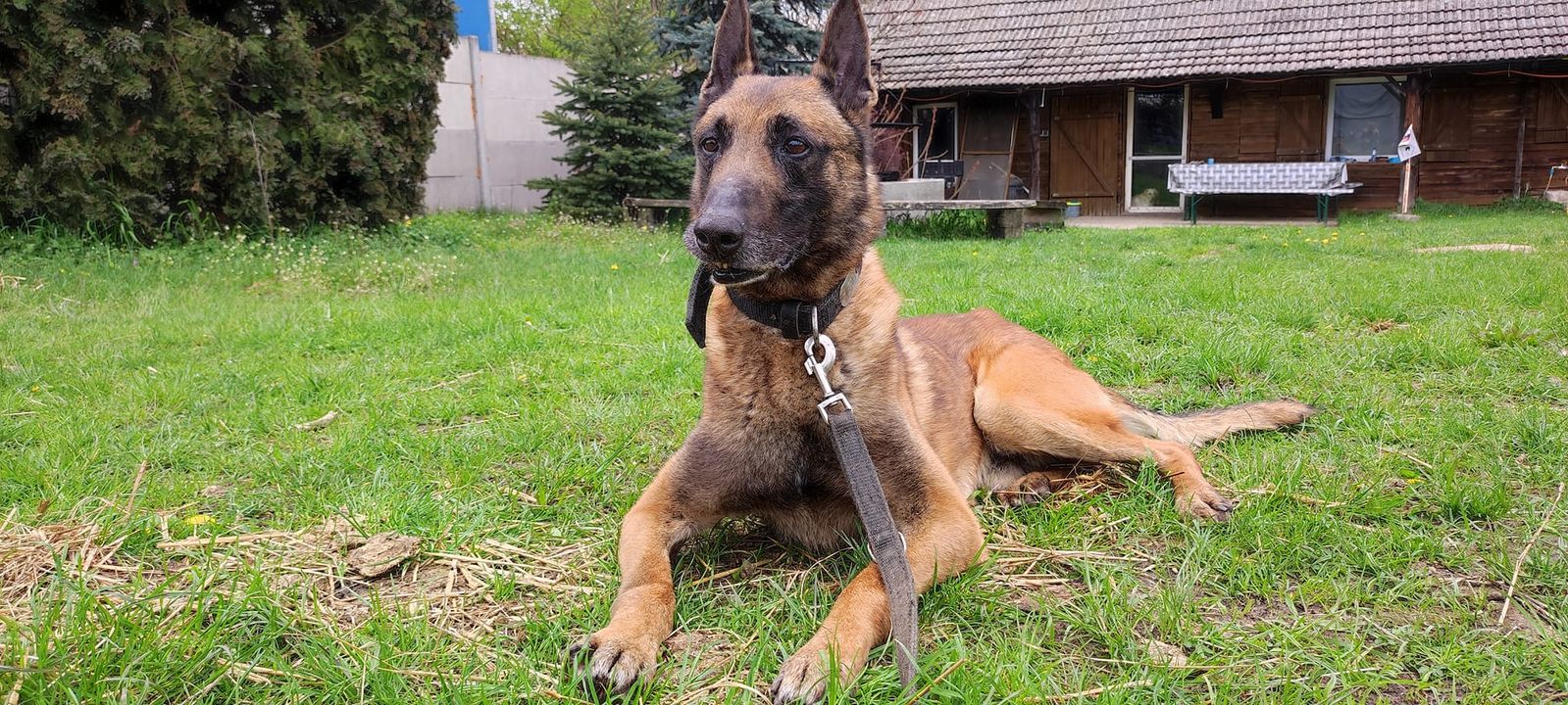 Hasan🥰. Przyzwyczajamy naszego nowego do …