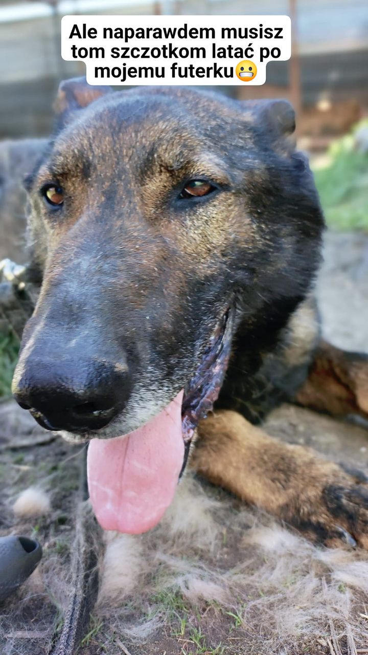 😬😬 Alutek zbiera kasę na nową szczotkę, …