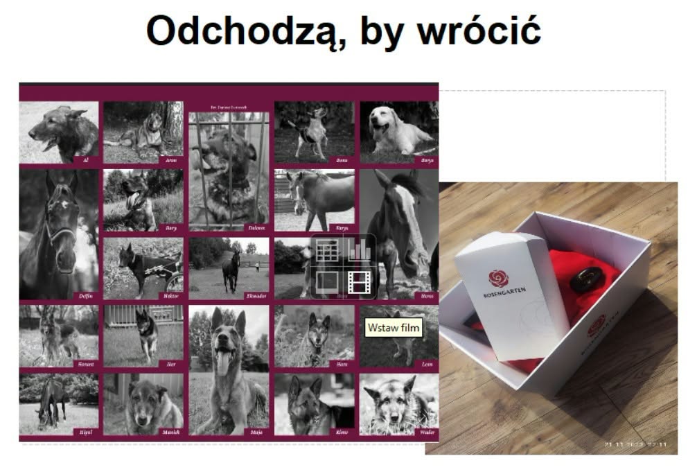 Zdjęcie z galerii